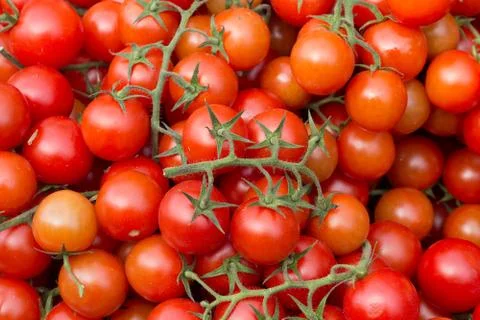 Cherry tomatoes Stock Photos