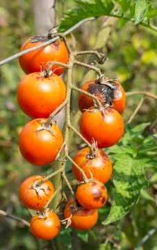 Cherry Tomatoes Stock Photos