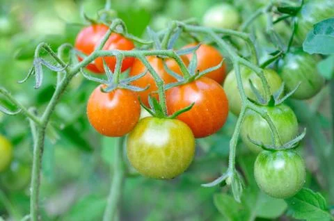 Cherry tomatoes Stock Photos