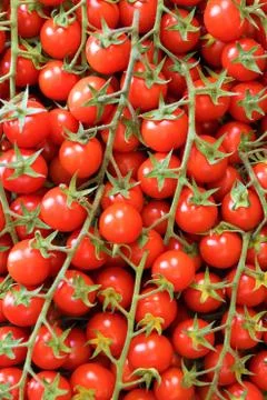 Cherry tomatoes Stock Photos
