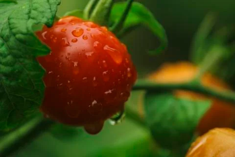 Cherry tomatoes. Foto stock