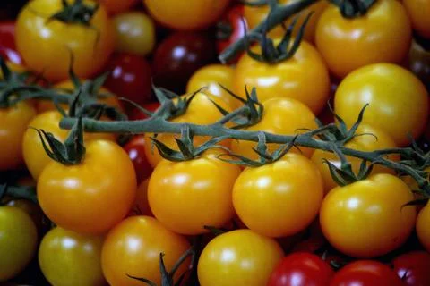 Cherry Tomatoes Stock Photos
