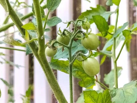 Cherry tomatoes Stock Photos