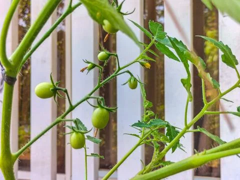 Cherry tomatoes Stock Photos