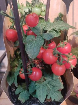 Cherry tomatoes in a plastic pot Stock Photos