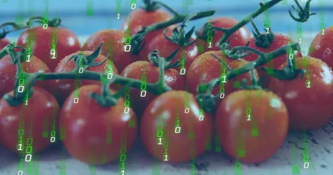 Cherry tomatoes receiving cascading binary code overlay, camera zooming forward Stock Footage 312904960
