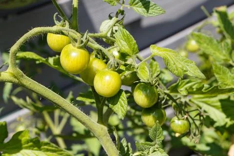 Cherry tomatoes ripening in an orchard Stock Photos