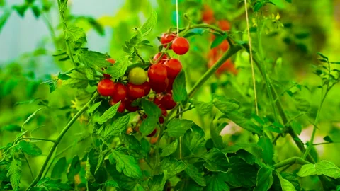 Cherry tomatoes ripening on the vine. Stock Footage 341109913