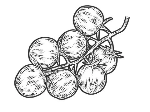 Cherry tomatoes. Sketch scratch board imitation. Black and white. Illustrazione stock