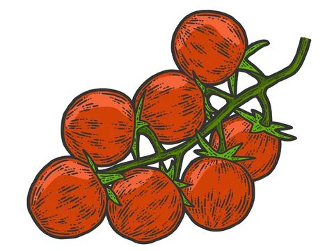 Cherry tomatoes. Sketch scratch board imitation color. Stock Illustration
