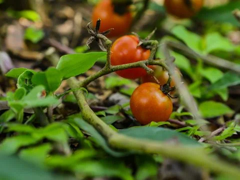 Cherry tomatoes still on the tree with other fruits around Stock Photos