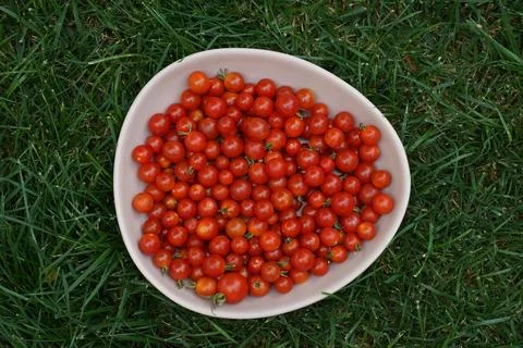 Cherry tomatoes in triangular bowl, isolated on grass background, top view Stock Photos