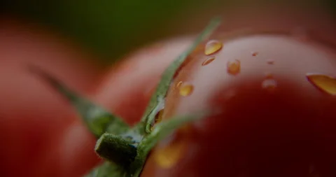 Cherry tomatoes under macro drops of water 스톡 동영상 310957709