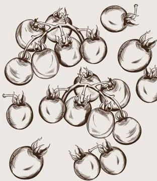 Cherry tomatoes vector line art. Autumn fall harvest illustrations Illustrazione stock