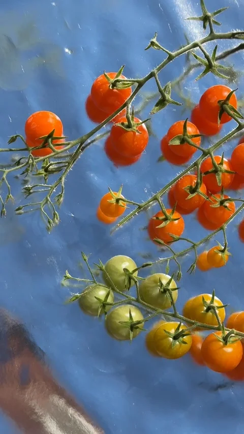 Cherry Tomatoes on Vine Stock Footage 319445881