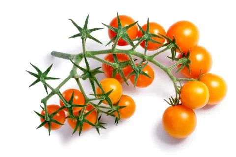 Cherry tomatoes on vine, paths Stock Photos