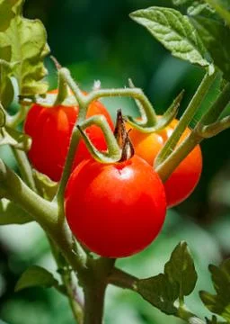 Cherry Tomatoes on the Vine Stock Photos