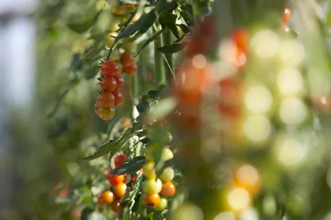 Cherry tomatoes on the vine Foto stock