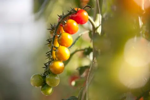 Cherry tomatoes on the vine Foto stock