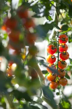 Cherry tomatoes on the vine Stock Photos