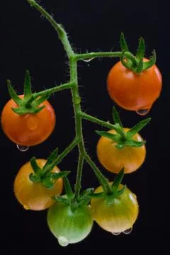 Cherry Tomatoes on the Vine Stock Photos
