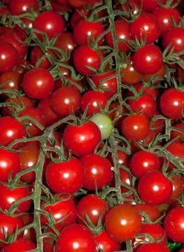 Cherry Tomatoes on the vine Stock Photos