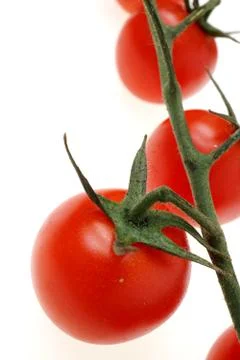 Cherry tomatoes on the vine Stock-Fotos