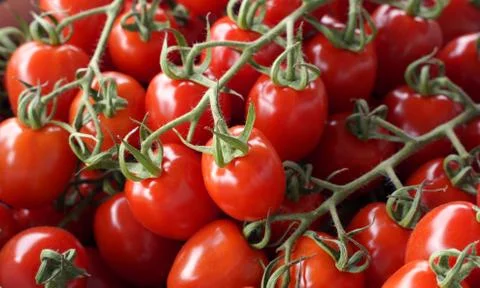 Cherry tomatoes on the vine Stock Photos