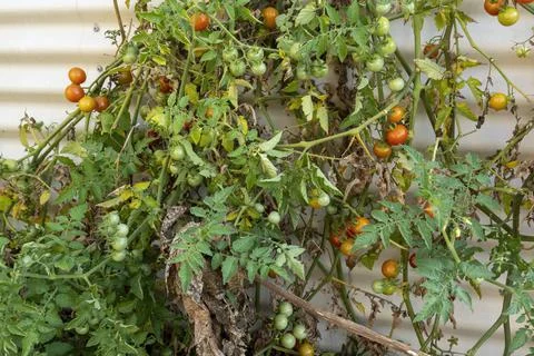 Cherry Tomatoes On The Vine Stock Photos