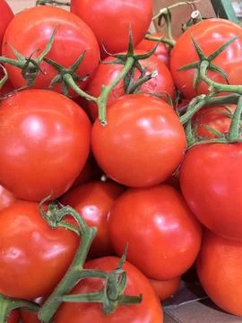 Cherry Tomatoes on the vine. Stock Photos