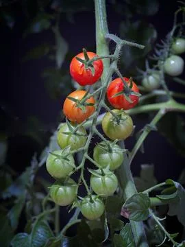 Cherry tomatoes on a vine. Stock Photos