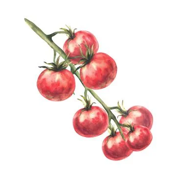 Cherry Tomatoes on Vine. Ripe Red Vegetables branch. Watercolor painted food Stock Illustration