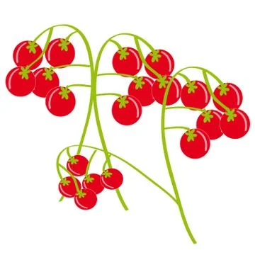 Cherry tomatoes on white background Stock Illustration