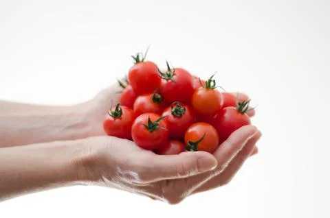 Cherry tomatoes in womans hands Stock Photos