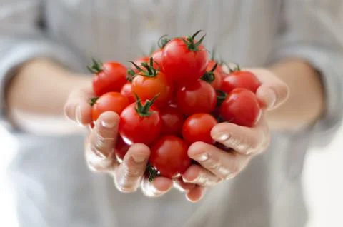Cherry Tomatoes in Womans Hands Stock Photos