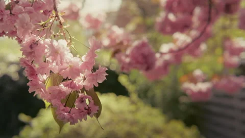 Cherry tree 1 Video stock 309664083