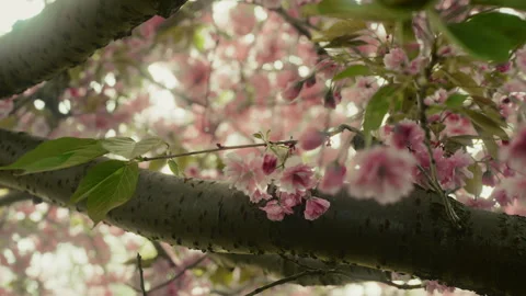 Cherry tree 10 Video stock 309666074