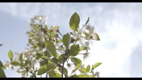 Cherry tree 2 clips - mature blossoming tree and baby blossoming cherry tree Stock Footage 272225884