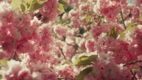 Cherry tree 2 Video stock 309662952