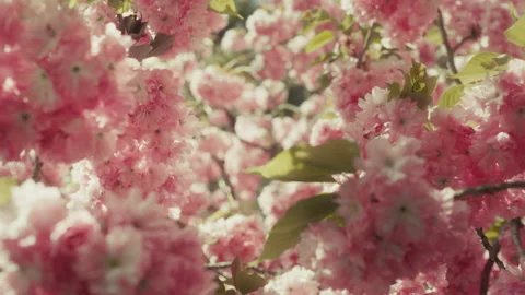 Cherry tree 3 Video stock 309663716