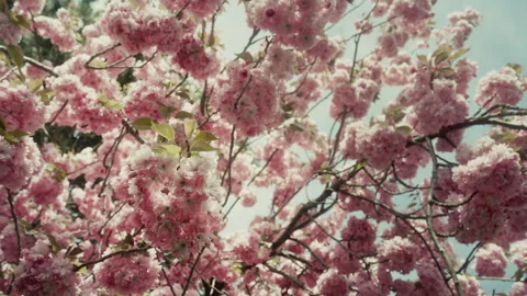 Cherry tree 4 Video stock 309665536