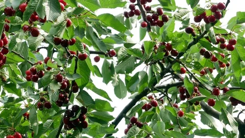 Cherry on the tree 4k Video stock 90898927