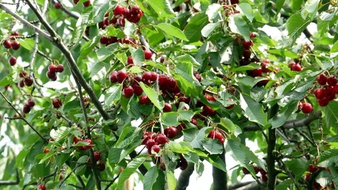 Cherry on the tree 4k Video stock 90899392