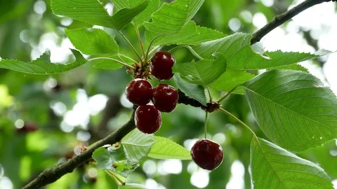 Cherry on the tree 4k Video stock 90899666