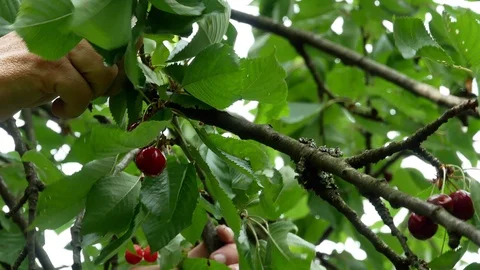 Cherry on the tree 4k Video stock 90899845
