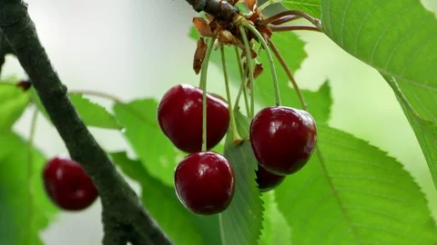 Cherry on the tree 4k Video stock 90900015