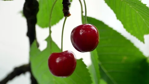 Cherry on the tree 4k Video stock 90900110