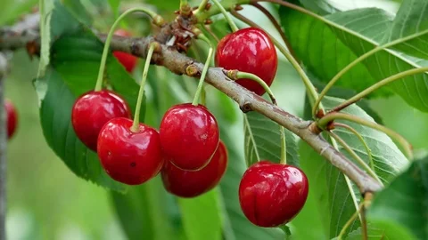 Cherry on the tree 4k Stock Footage 90900275