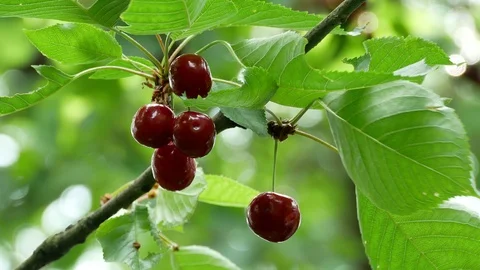 Cherry on the tree 4k Video stock 90900593