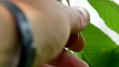 Cherry on the tree 4k Video stock 90902172